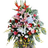 绯ʻٵ